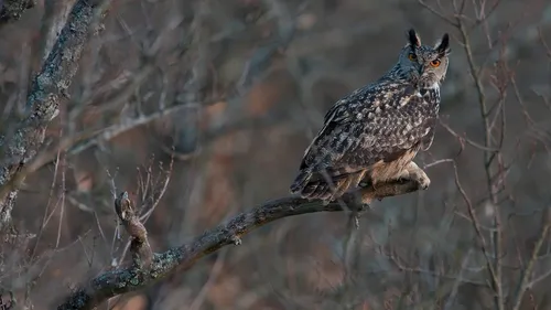 De chouettes animations dans la région