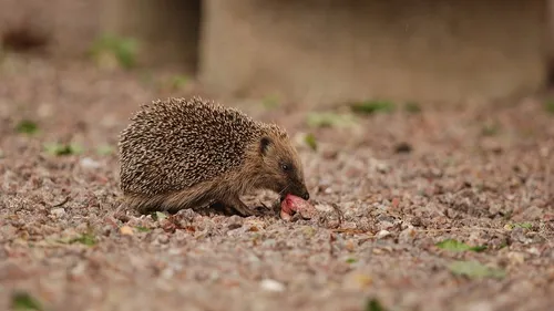 Avez-vous aperçu ce hérisson près de chez vous ? 
