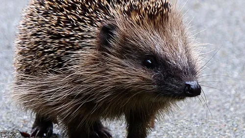 Vous avez vu un hérisson sur la route ? 