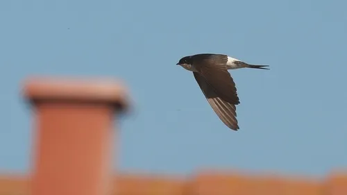 Avez-vous aperçu ces hirondelles près de chez vous ? 