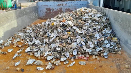 1,5 tonne de coquilles collectées à Chevigny