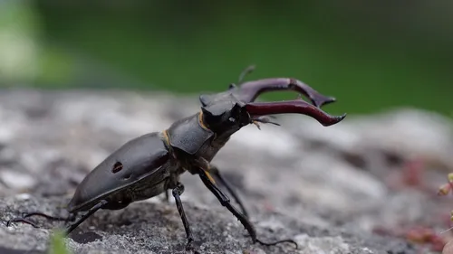 Avez-vous croisé cette petite bête ? 