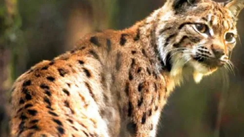Quatre lynx relâchés dans le massif du Jura 