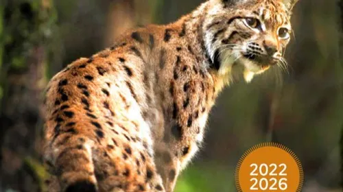 Le Lynx boréal bientôt de retour dans la région ? 