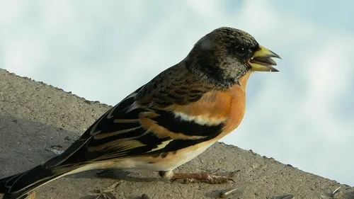 Comment nourrir les oiseaux en hiver ? 