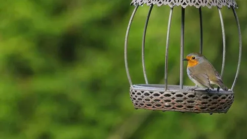 Tous aux aguets pour compter les oiseaux