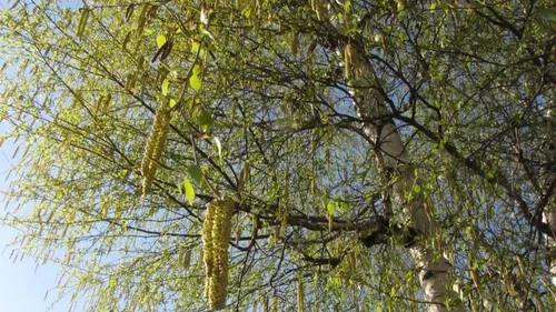 Pollens : la pluie devrait bientôt soulager les allergiques 