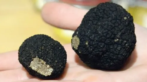 Découvrez la route de la truffe de Bourgogne