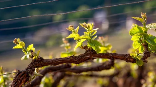 Trois siècles de bulles en Bourgogne : une table ronde pour tout...