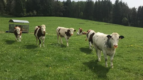 La lutte contre la maltraitance animale se poursuit dans la région 