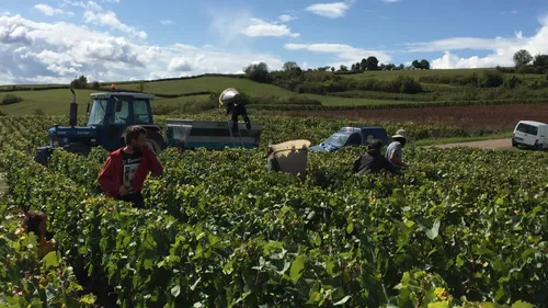 Un "village de vendangeurs" va s’installer à Morey-Saint-Denis
