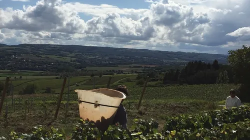 Dijon : un afterwork scientifique « vin et changement climatique »