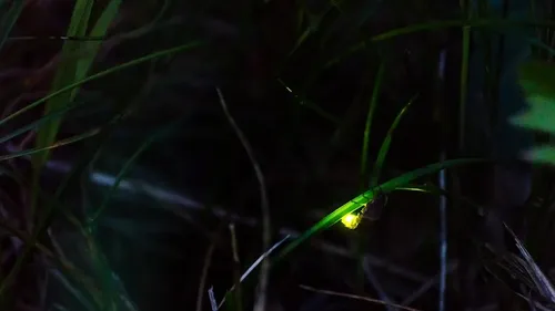 Avez-vous aperçu un ver luisant dans la nuit ? 