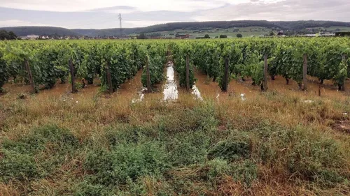 La vigne traitée depuis le ciel à Gevrey-Chambertin 