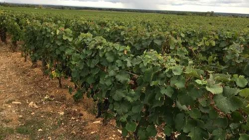 Des domaines bourguignons s’illustrent dans la revue du vin de France 