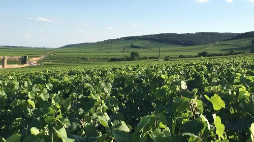 Les vignobles de la région sont à l'honneur ce week-end 