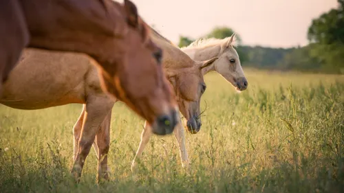 Venez découvrir le centre "Equi Feeling" à Chaux