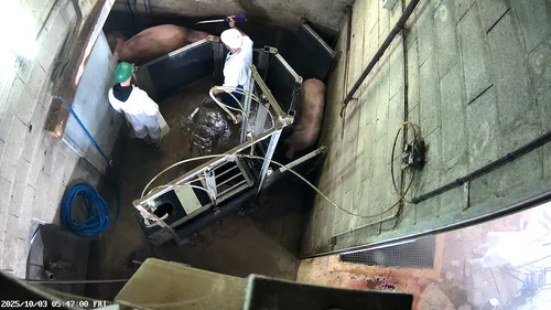 Abattoir de Cosne : une seconde audience rarissime devant le...