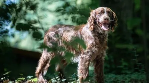 Salon de l'agriculture : les chiens de Bourgogne-Franche-Comté à...