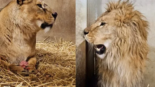 Le Parc de l’Auxois accueille trois lions, rescapés de la guerre en...