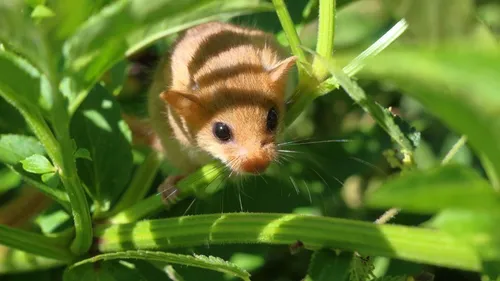 Avez-vous aperçu ce petit animal ? 