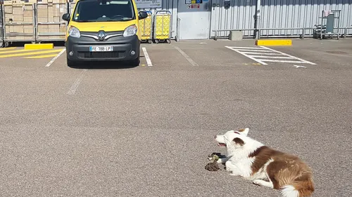 La Poste lance une campagne pour prévenir les morsures de chiens...