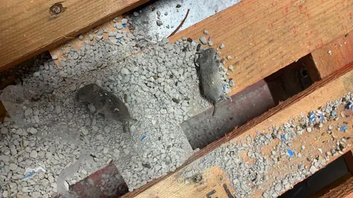 ALDI Beaune sous pression : invasion de rongeurs et alerte sanitaire 