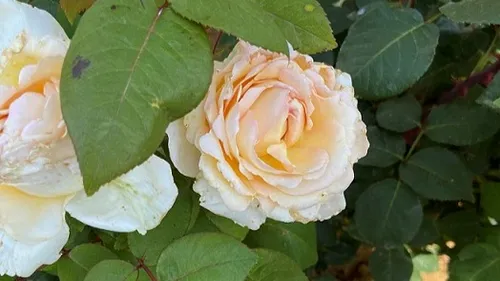La Rose Côte-d’Or, nouvelle ambassadrice florale du territoire