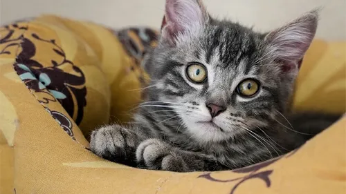 Découvrez comment sera agencé le futur cimetière animalier dijonnais