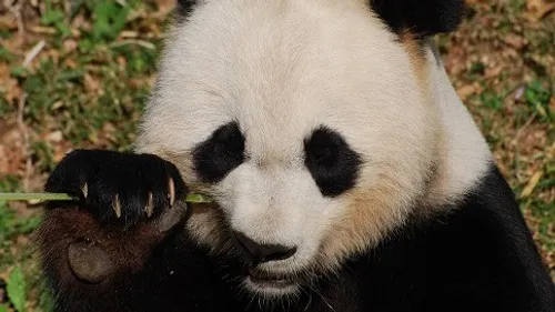 Un réalisateur dijonnais dévoile les secrets des pandas du zoo de...