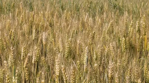 Hauts-de-France : des agriculteurs en situation précaire