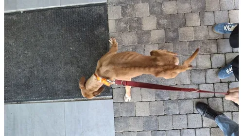 Une chienne victime de maltraitance près de Rozay-en-Brie