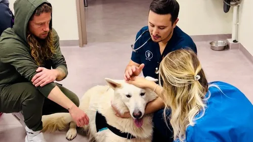 Julien Doré reste aux petits soins pour ses chiens