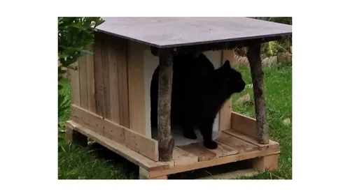 Hangard dans la Somme alerte sur la prolifération des chats errants