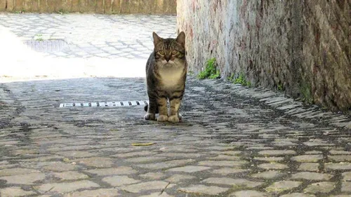 Vernouillet renforce la capture et la stérilisation des chats errants