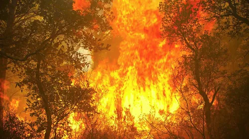Comparution immédiate après deux incendies criminels en forêt