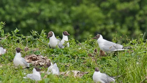 Un espace naturel protégé se révèle en canoë à...