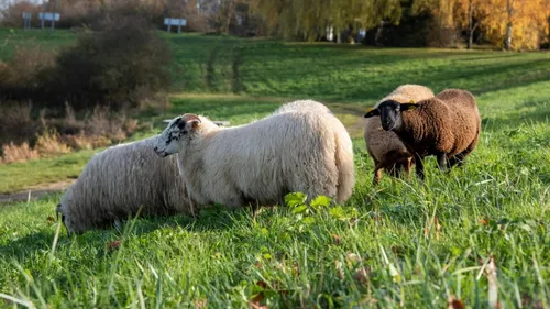 Les éleveurs épargnés par la fièvre catarrhale ovine en Essonne