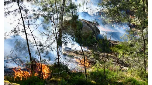 Ce Bellifontain documente les incendies en forêt de Fontainebleau 