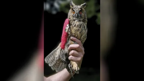 En difficulté, le seul centre de soins pour animaux sauvages de...