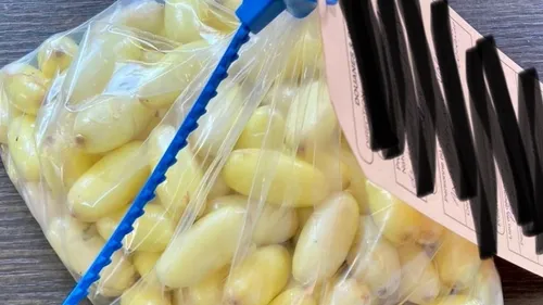 Un trafiquant de drogue poursuit son activité depuis sa cellule de...