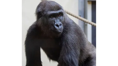 La famille des gorilles s’agrandit au zoo de Thoiry