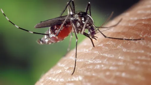 La ville de Saclay en appelle à l'ARS face à l'invasion de moustiques