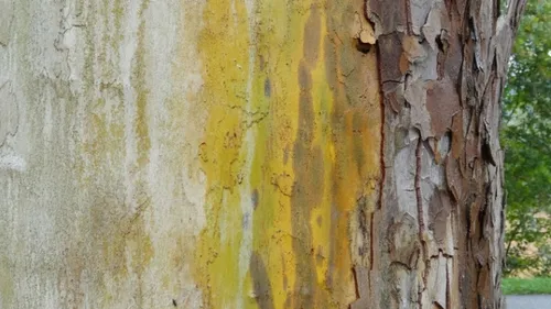 Les arbres du centre-ville de Dreux ne seront pas abattus