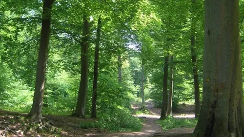 La forêt de Chantilly est en danger