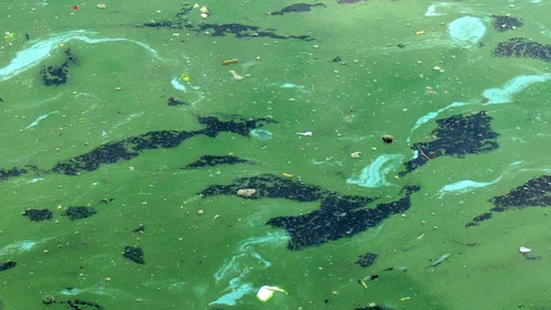 Une présence de cyanobactéries détectée dans le bassin d’aviron de...