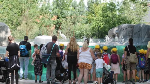 Le piratage de la billetterie rallonge les files d’attente au zoo...