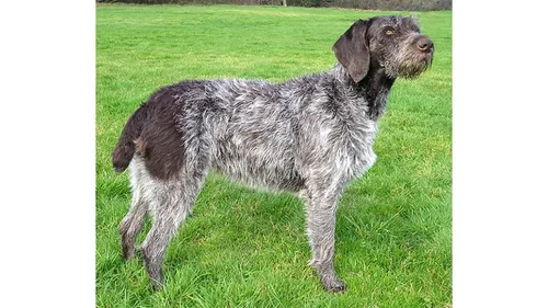 Une mère, sa fille et leur fox-terrier attaqués par cinq chiens de...