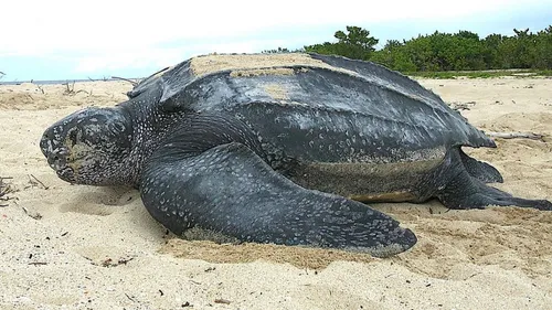 Une tortue luth s'échoue sur les plages de la Somme