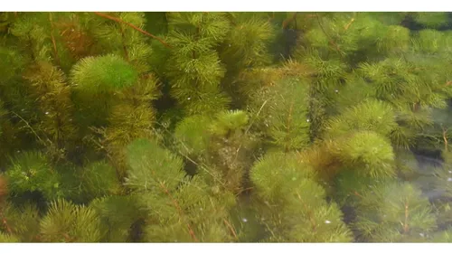 Mais que faire de la myriophylle dans la Somme ? 